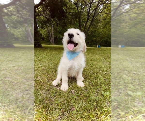 Medium Photo #5 Bernedoodle-Labradoodle Mix Puppy For Sale in HARRISBURG, IL, USA