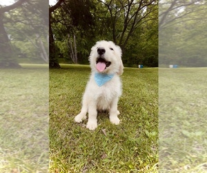 Medium Bernedoodle-Labradoodle Mix