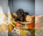 Small #1 Poodle (Toy)