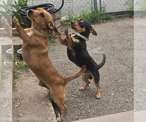 Chihuahua Dogs for adoption in Bloomingdale, NJ, USA