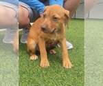 Small #1 Dachsador