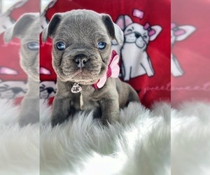 French Bulldog Puppy for sale in OJAI, CA, USA