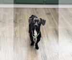 Small #1 Chihuahua Mix