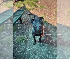 Labrador Retriever-Unknown Mix Dogs for adoption in Waterford, VA, USA