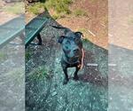 Small Labrador Retriever Mix