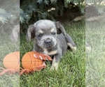Small #2 French Bulldog