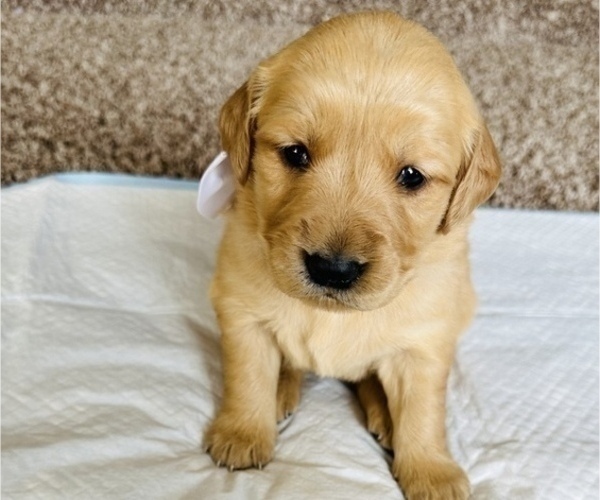 Medium Photo #8 Golden Retriever Puppy For Sale in BAKERSFIELD, CA, USA