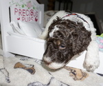Small Photo #2 Poodle (Standard) Puppy For Sale in TRAVELERS REST, SC, USA