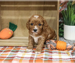 Arrow - Male Cavapoo (Miniature) Puppy for Sale - Photo #2