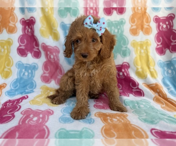 Medium Photo #6 Cock-A-Poo Puppy For Sale in LAKELAND, FL, USA