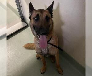 Mutt Dogs for adoption in Placerville, CA, USA