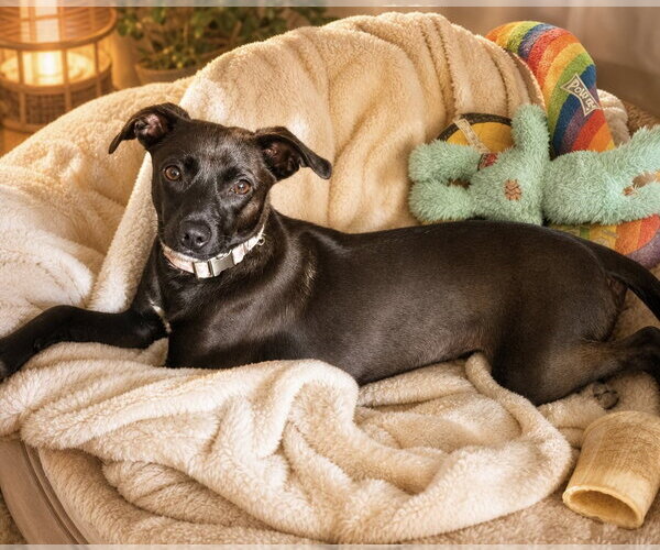 Medium Photo #2 Chihuahua-Unknown Mix Puppy For Sale in Cary, NC, USA