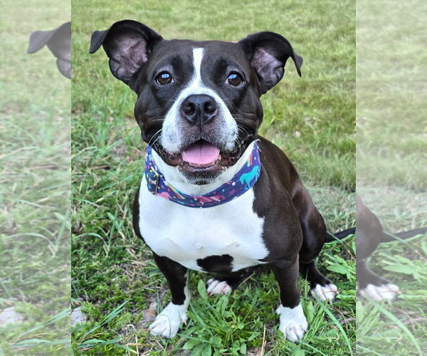 Medium Photo #1 American Pit Bull Terrier Puppy For Sale in Westminster, MA, USA