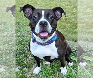 American Pit Bull Terrier Dogs for adoption in Westminster, MA, USA