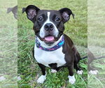 Maddie - Female American Pit Bull Terrier Dog for Adoption - Small photo