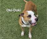Small #2 American Pit Bull Terrier Mix
