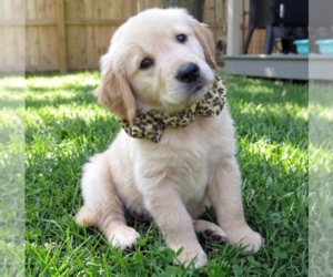 Golden Retriever Dogs for adoption in Grovertown, IN, USA