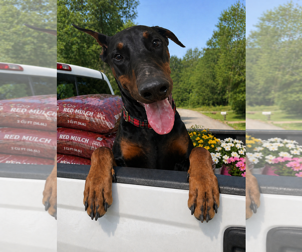 Medium Photo #1 Doberman Pinscher Puppy For Sale in Mt. Laurel, NJ, USA