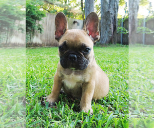 French Bulldog Puppy for sale in CORSICANA, TX, USA