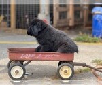 Puppy 1 Newfoundland