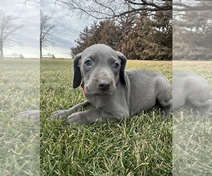 Medium Weimaraner