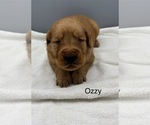 Small #5 Golden Retriever