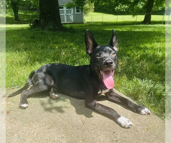 Medium Photo #13 American Pit Bull Terrier-German Shepherd Dog Mix Puppy For Sale in Germantown, OH, USA