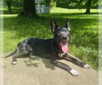 Small #12 American Pit Bull Terrier-German Shepherd Dog Mix