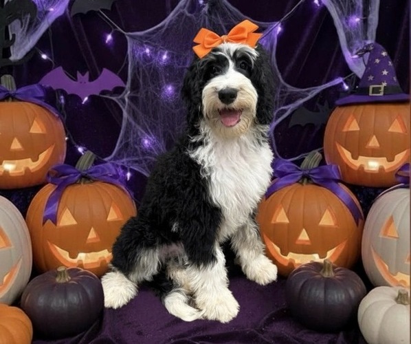Medium Photo #1 Bernedoodle Puppy For Sale in MENIFEE, CA, USA