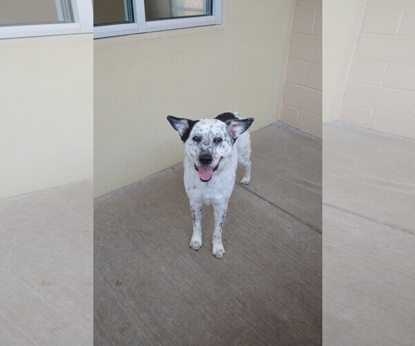 Medium Photo #1 Mutt Puppy For Sale in McKinney, TX, USA