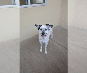 Mutt Dogs for adoption in McKinney, TX, USA