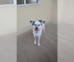 Small Mutt
