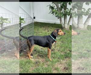 Anne - Female Black and Tan Coonhound Dog for Adoption - Photo #16