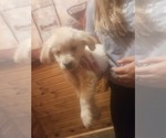 Puppy Male 4 Golden Retriever
