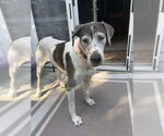 Small #4 Great Dane-Pointer Mix