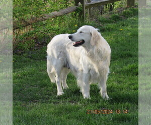 Mother of the English Cream Golden Retriever puppies born on 03/15/2023