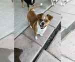 Small #4 Chihuahua Mix