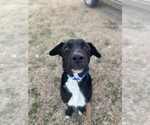 Small Photo #11 Labrador Retriever Puppy For Sale in Evansville, IN, USA