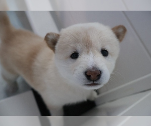 Medium Photo #40 Shiba Inu Puppy For Sale in WINTER PARK, FL, USA