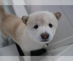 Small Photo #40 Shiba Inu Puppy For Sale in WINTER PARK, FL, USA