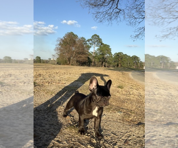 Medium Photo #9 French Bulldog Puppy For Sale in BONAIRE, GA, USA