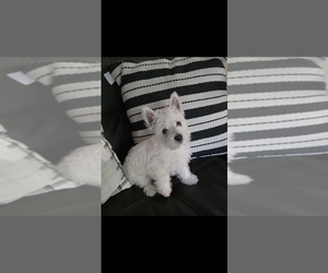 West Highland White Terrier Puppy for sale in TALLASSEE, AL, USA