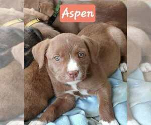 Labrador Retriever-Unknown Mix Dogs for adoption in Aurora, IN, USA