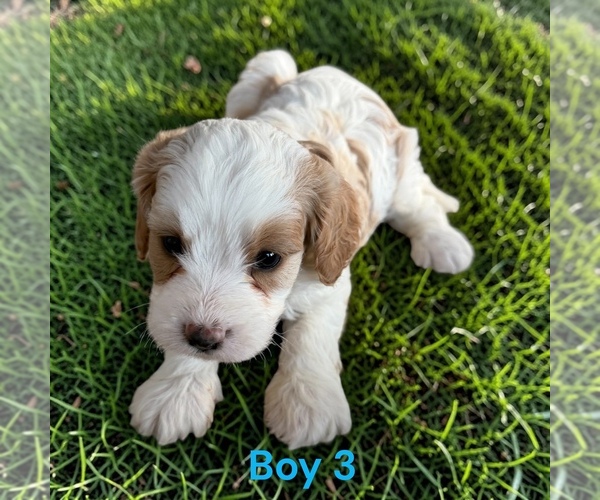 Medium Photo #4 Cavapoo (Miniature) Puppy For Sale in MONTPELIER, OH, USA