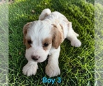 Small #3 Cavapoo (Miniature)