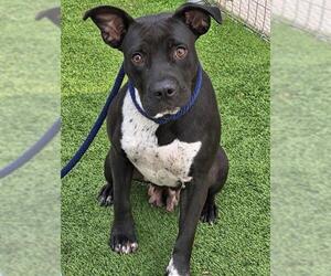 TESSA - Female Mutt Dog for Adoption - Photo #3