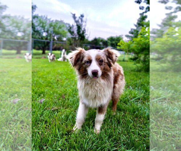 Medium Photo #1 Australian Shepherd Puppy For Sale in Dallas, TX, USA
