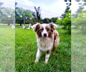 Australian Shepherd Dogs for adoption in Dallas, TX, USA