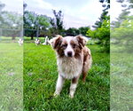 Small Australian Shepherd