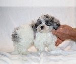 Small #4 ShihPoo